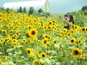 国営讃岐まんのう公園 サマーフェスタ 7月日 土 若干 紅梅亭からのお知らせ 紅梅亭 琴平にあるこんぴら温泉華の湯旅館 スマートフォンサイト