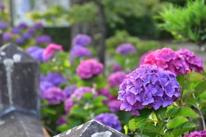 【粟井神社】あじさい祭開催（6/10～18）★約50種3000株のアジサイを満喫♪　※6月10日（土）空室あります