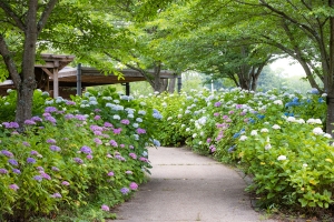 【国営讃岐まんのう公園】6/1～「あじさいまつり」開催！約40品種2万本の紫陽花を堪能♪