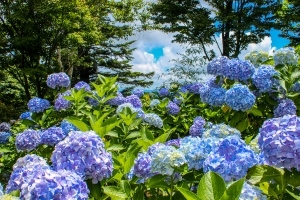 【あじさい寺・雲辺寺】約3万株の紫陽花を満喫