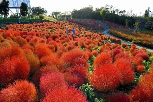 【国営讃岐まんのう公園】6000株の紅葉したコキアが見頃です。