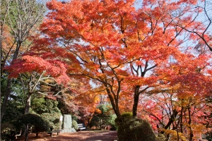 金刀比羅宮の紅葉が見頃♪12月7日（土）空室あります。