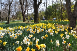 【国営讃岐まんのう公園】春のフラワーリレーが始まります🌸✨