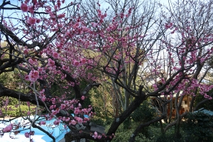 🌸紅梅亭 花てらす庭園の梅の花が見頃です🌸