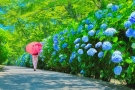 【紫雲出山】紫陽花と瀬戸内の多島美を満喫♪