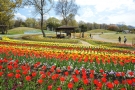 【国営讃岐まんのう公園】春のフラワーリレーが始まります🌸✨