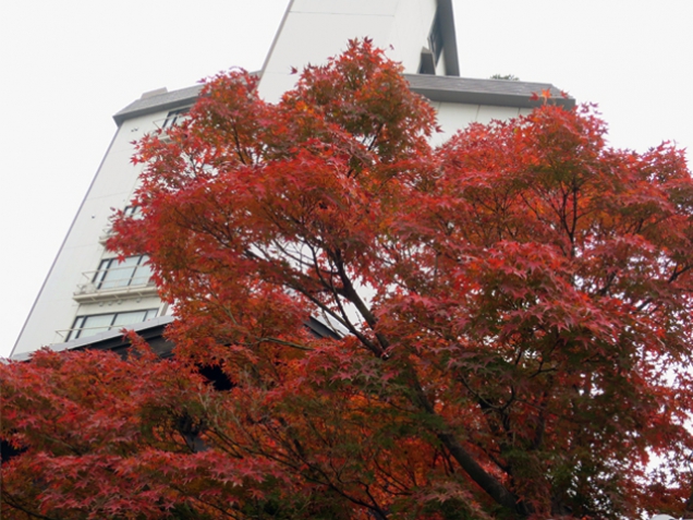 Beautiful foliage just by our restaurant!