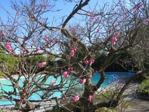 **　紅梅開花状況　**