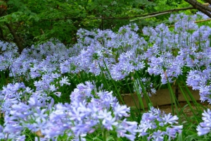 梅雨の時期は「四国村」で四季折々の花