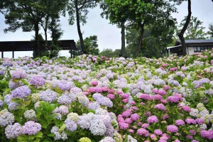 6月10日まんのう公園にて「あじさい祭り」 ※紅梅亭空室あり