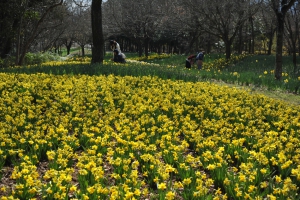 春らんまん♪花爛漫♪♪～国営讃岐まんのう公園～