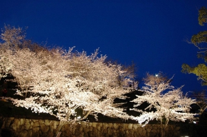 香川県桜の名所③「桃陵公園」 　