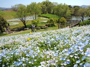 「国営讃岐まんのう公園」でチューリップが見頃♪