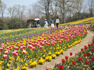 「国営讃岐まんのう公園」でチューリップが見頃♪