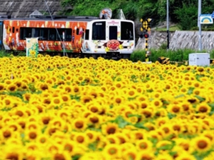 隣町のまんのう町に約120万本のひまわり畑が登場♪(7月上旬頃～）