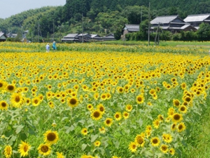 明日から「ひまわりまつり」　　※7/15空室あります