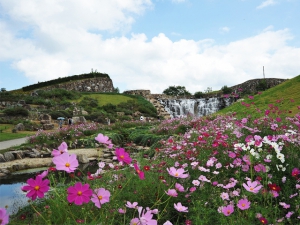 香川で秋を感じる美しいお花畑♪「国営讃岐まんのう公園」