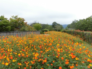 国営讃岐まんのう公園でキバナコスモスが見頃♪~秋！色どりフェスタ