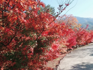 香川用水記念公園の紅葉