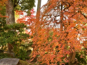 【紅葉情報】宝光寺のしだれモミジ