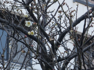 +++　梅開花情報　＋＋＋（2月2日）