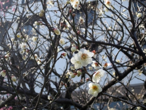 +++　梅開花情報（2月18日）　＋＋＋