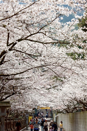 桜の名所「桜馬場（さくらのばば）」