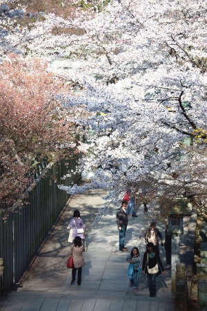 桜の名所「桜馬場（さくらのばば）」