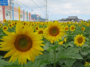 ため池として日本最大級を誇る満濃池が国の名勝に！！