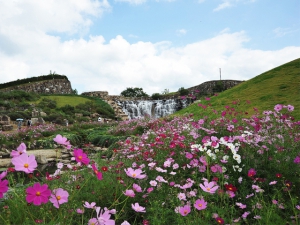 国営讃岐まんのう公園でキバナコスモスが見頃♪~「秋！色どりフェスタ」