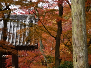 第81番札所「白峯寺」　の紅葉