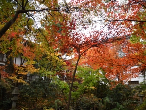 宝光寺の紅葉 　　※12月7日（土）若干空室あります。