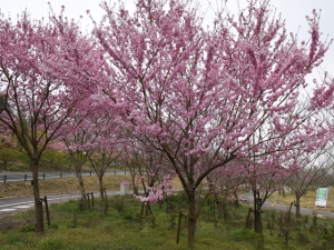 国営讃岐まんのう公園で春のお花めぐり♪