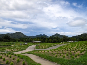 「国営讃岐まんのう公園」で6000本のコキアがすくすく育っています♪