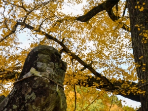 【岩部八幡神社】樹齢600年、樹齢400年！2つの大イチョウが見頃♪