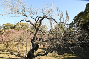 【特別名勝　栗林公園】春の訪れ♪梅が見頃を迎えていました！