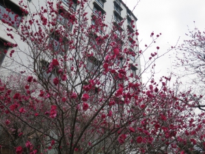 【花てらす】庭園の梅が見頃を迎えています