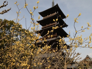 【本山寺】蝋梅が見頃でした