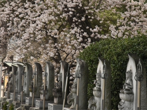 【総本山善通寺】涅槃桜が見頃を迎えていました♪