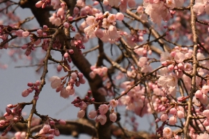 【堀池の枝垂れ桜】香川の🌸お花見スポット★間もなく見頃♪