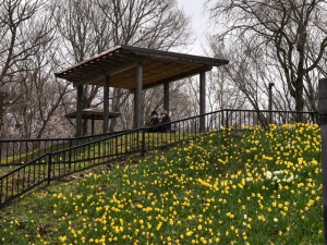 【国営讃岐まんのう公園】一足早く桜のお花見を堪能♪