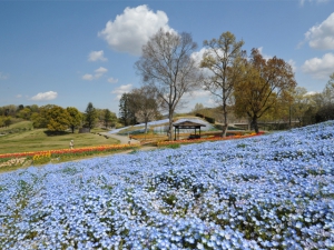 【国営讃岐まんのう公園】春らんまんフェスタ♪春のフラワーリレーを満喫♪