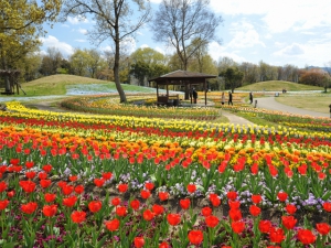 【国営讃岐まんのう公園】春らんまんフェスタ♪春のフラワーリレーを満喫♪