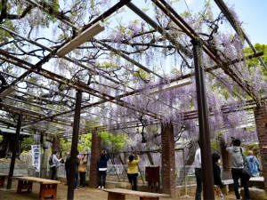 【岩田神社】樹齢800年超といわれる藤が見頃♪