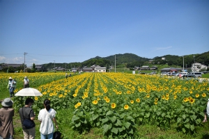 7/17若干空室あります【帆山ひまわり団地】ひまわりが見頃♪土・日は「四国まんなかものがたり」も通ります！