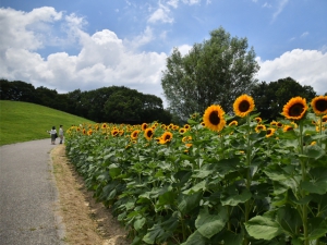 【国営讃岐まんのう公園】ひまわりが見頃♪ライムグリーンのコキアや芝生アートを楽しめます♪