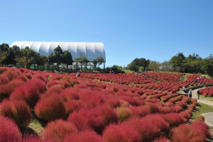 【国営讃岐まんのう公園】コキアの紅葉は今週末がピーク！コスモスも見頃です