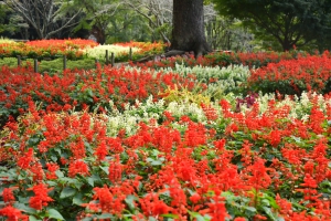 【公渕森林公園】色鮮やかな大輪が美を競う「公渕菊花展」開催中！