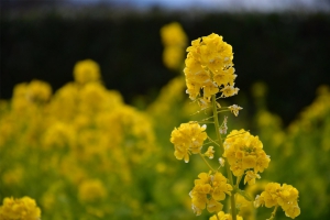 【国営讃岐まんのう公園】早春の花たちが咲き始めています♪