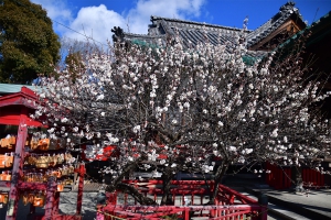 【滝宮天満宮】境内に咲く飛梅の花が3分咲き。　※今週末頃に見頃を迎えそう